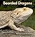 Bearded Dragons