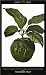 Forbidden Fruit: From the Letters of Abelard and Heloise