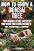 How to Grow a Bonsai Tree: ...