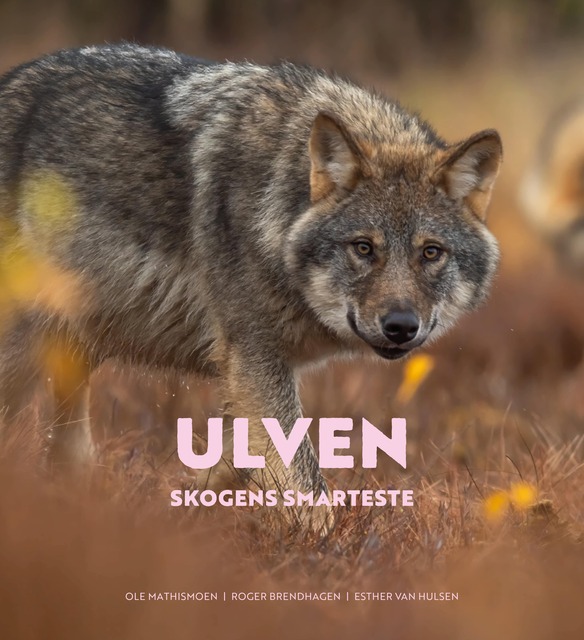 Ulven - skogens smarteste (Hardcover)
