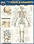 Anatomy of Joints & Ligamen...