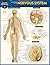 Anatomy of the Nervous Syst...