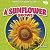 A Sunflower Grows