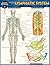 Anatomy of the Lymphatic Sy...