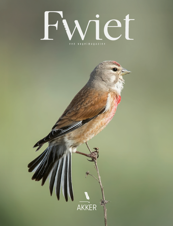 Fwiet #9: Akker