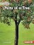 Parts of a Tree (In the Garden by Katherine Chu