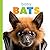 Baby Bats