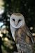The Owls