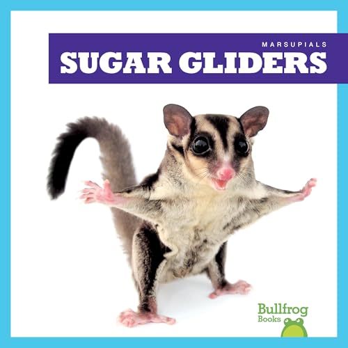 Sugar Gliders (Marsupials)