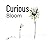 Curious Bloom: From Wonder ...