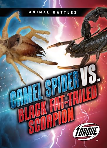 Camel Spider vs. Black Fat-Tailed Scorpion (Animal Battles)