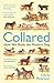 Collared: How We Made the Modern Dog