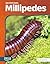 Millipedes (Decomposers)