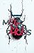 The Metamorphosis: A New Tr...