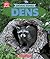 Dens (Learn About: Animal Homes)