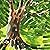 वह पेड़ पर चलती है [Wah Ped Par Chalti Hai] by Sushil Shukla