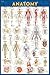 Anatomy Poster (24 x 36 inc...