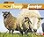 From Sheep to Sweater (Start to Finish, Second Series)