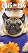 Doug the Pug 2-Year 2026-27...