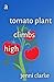 a tomato plant climbs high