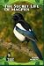 The Secret Life of Magpies by John March