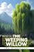 The Weeping Willow