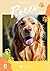 Golden Retriever Pokos Happy Days by Sf