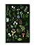 Anna Stead: The Forest Floo...