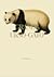 Grande Urso-Gato by David Pinho Barros