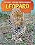 Leopard (Big 5: African Safari Animals)