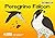 Peregrine Falcon