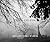Trees and Fog by Gregory James Wyrick