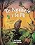 Te Ngahere i te Po: The Forest at Night