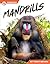 Mandrills
