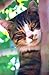 Bullet Journal For Cat Lovers Tabby In a Tree by Bullet Journal notebook