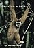 To Catch a Monkey (Skyler McCray and Calista Snipe Series Book 2)