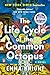 The Life Cycle of the Common Octopus by Emma   Knight