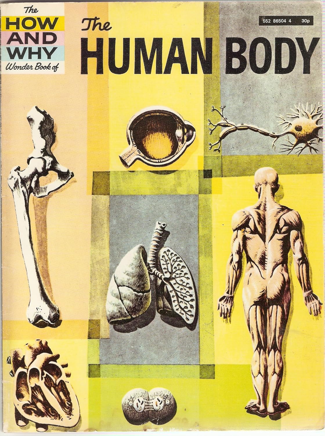 The how and why wonder book of the human body