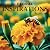 Floral Inspirations: Mindfu...