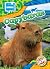Capybaras