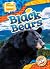 Black Bears
