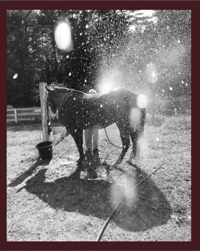 Calling the Birds Home (Paperback)