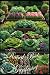 Raised-Bed Gardening
