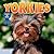 Yorkies