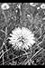 Dandelion Logic: Poems from the cracks I grew through.
