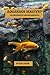 Aquarium mastery: An underw...