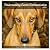 Understanding Canine Commun...