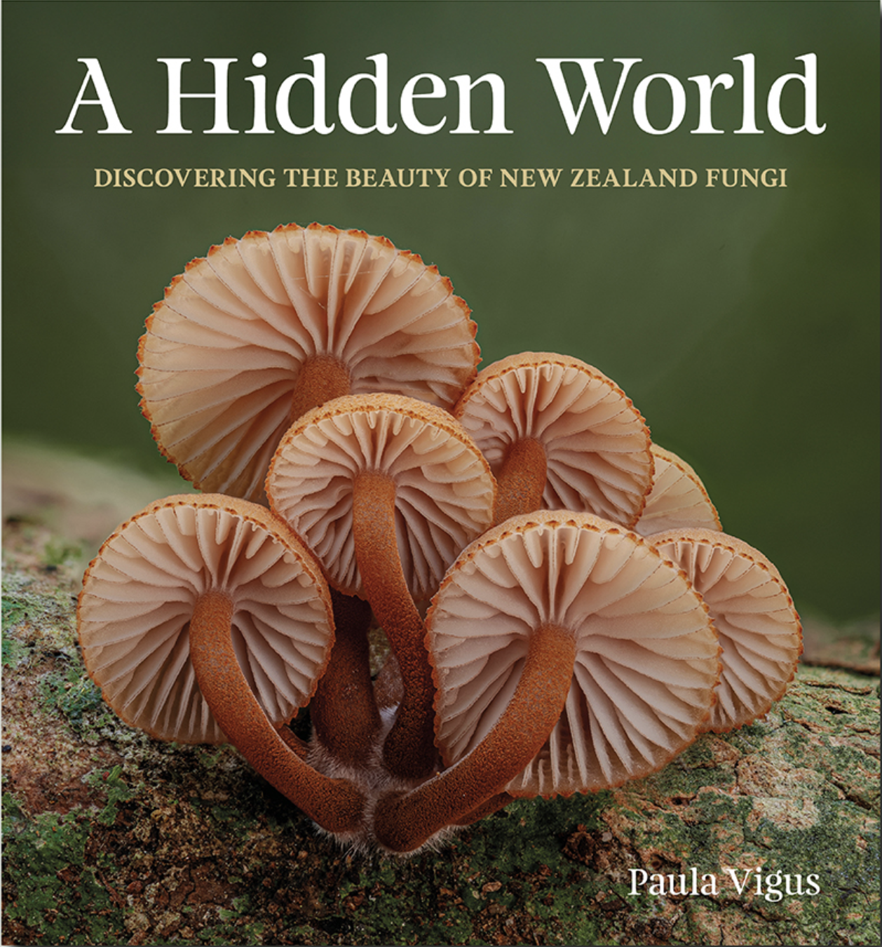 A Hidden World: discovering the beauty of New Zealand fungi