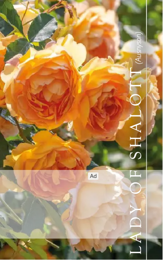 David Austin Handbook of Roses 2025
