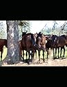 Horses and Neuros...